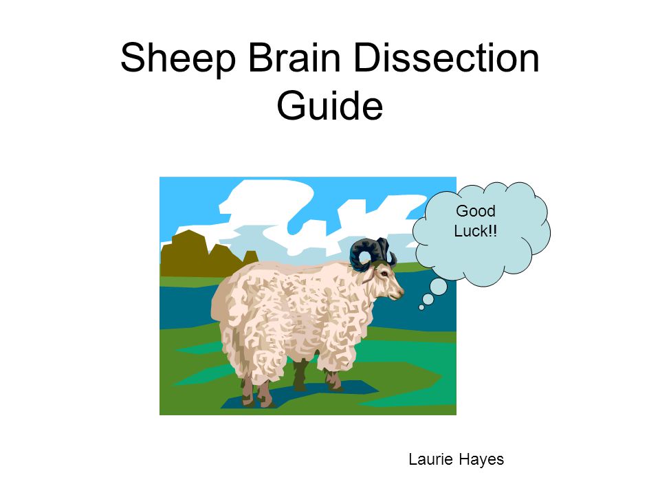 Sheep Brain Dissection Guide Ppt Video Online Download