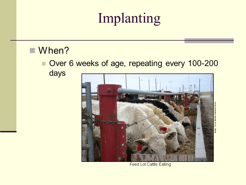 Implanting When Over 6 weeks of age, repeating every days