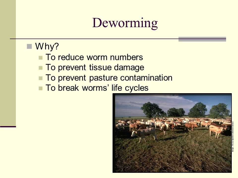 Deworming Why To reduce worm numbers To prevent tissue damage