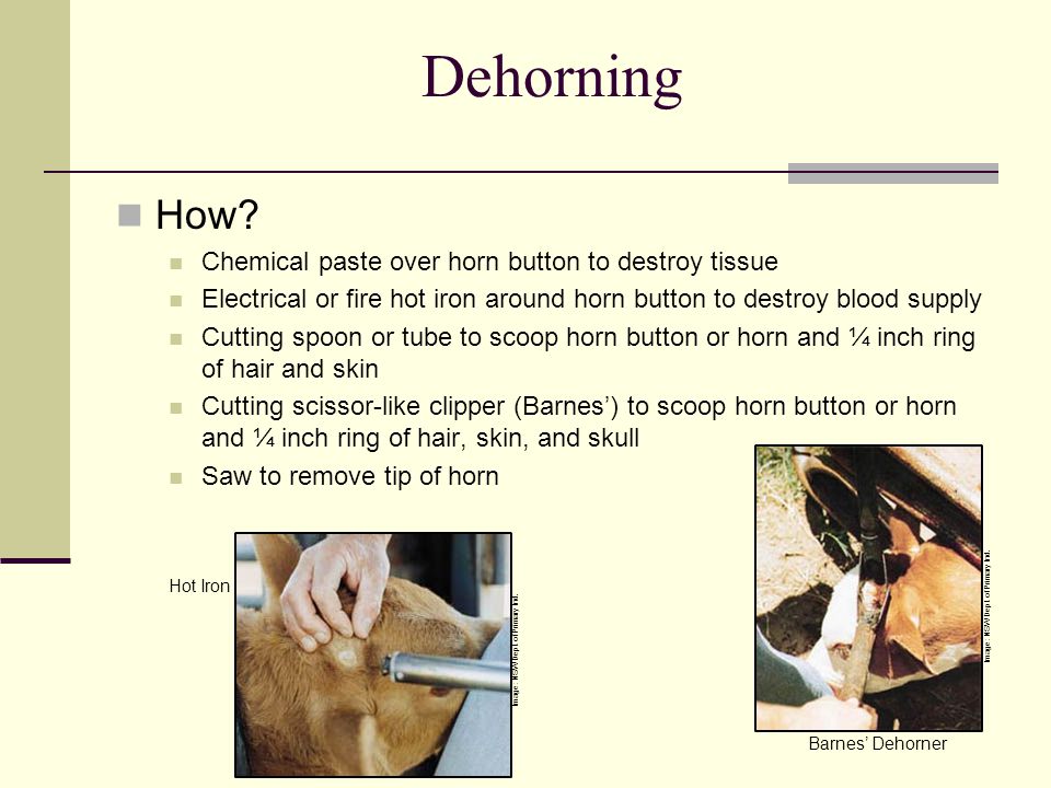 Dehorning How Chemical paste over horn button to destroy tissue