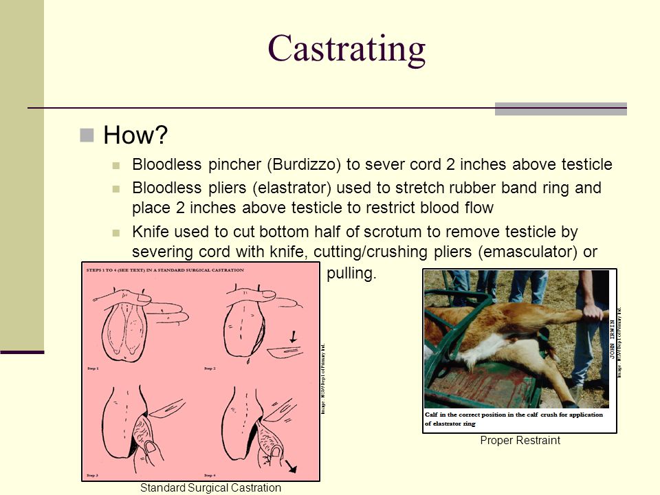 Castrating How Bloodless pincher (Burdizzo) to sever cord 2 inches above testicle.