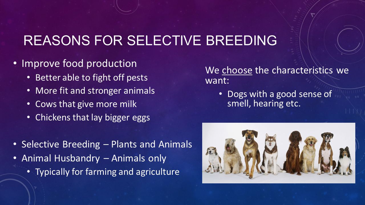 Reasons for Selective Breeding