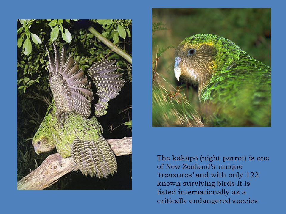 The kākāpō (night parrot) is one of New Zealand’s unique ‘treasures’ and with only 122 known surviving birds it is listed internationally as a critically endangered species