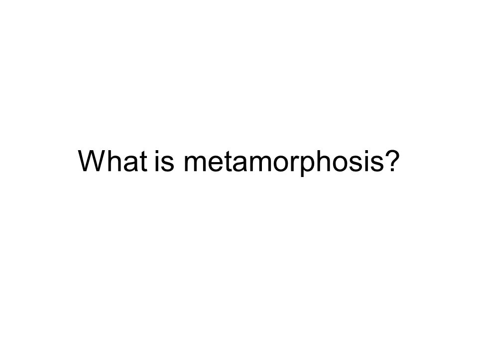 What is metamorphosis
