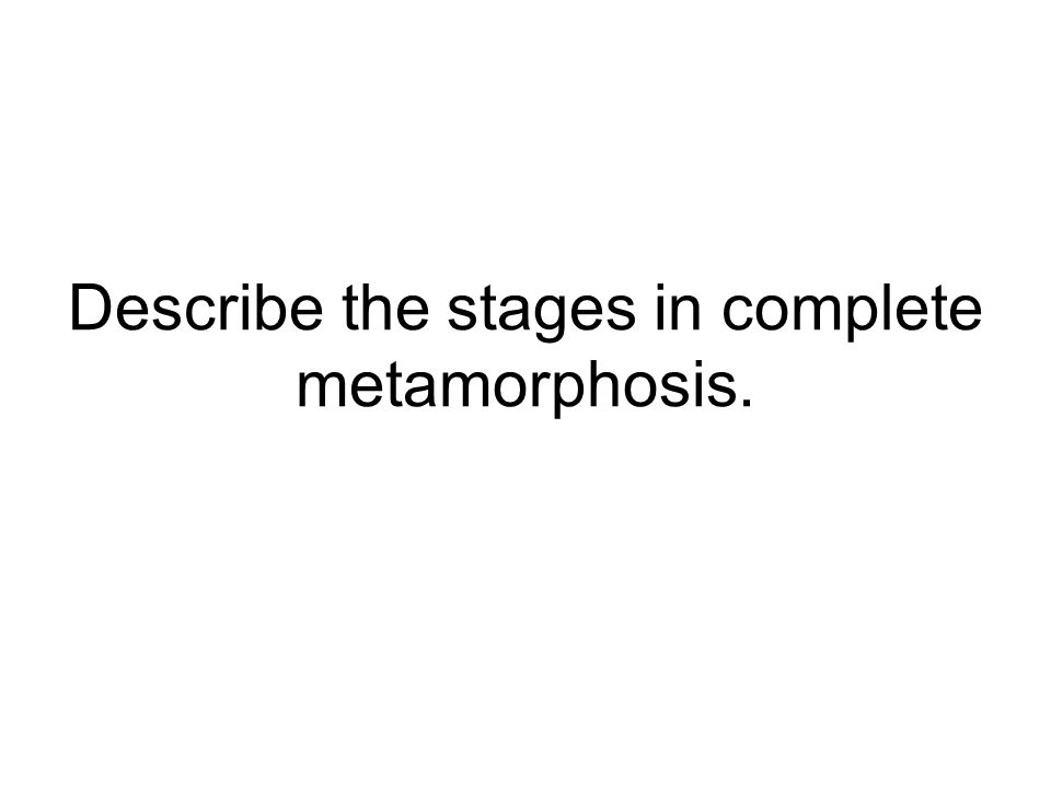 Describe the stages in complete metamorphosis.