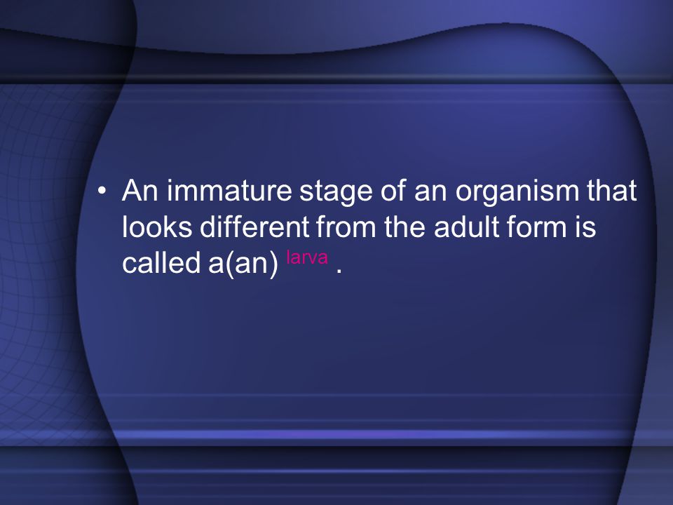 An immature stage of an organism that looks different from the adult form is called a(an) larva .