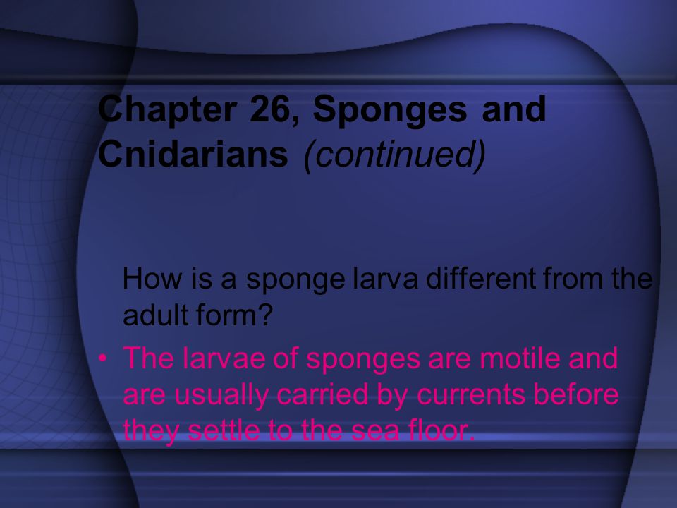 Chapter 26, Sponges and Cnidarians (continued)