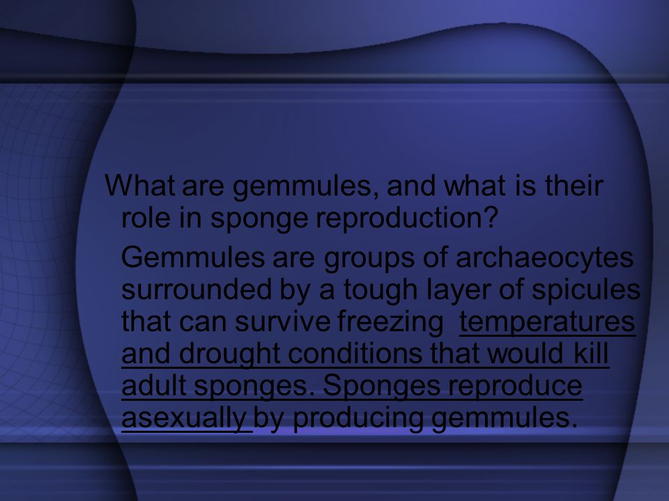 What are gemmules, and what is their role in sponge reproduction