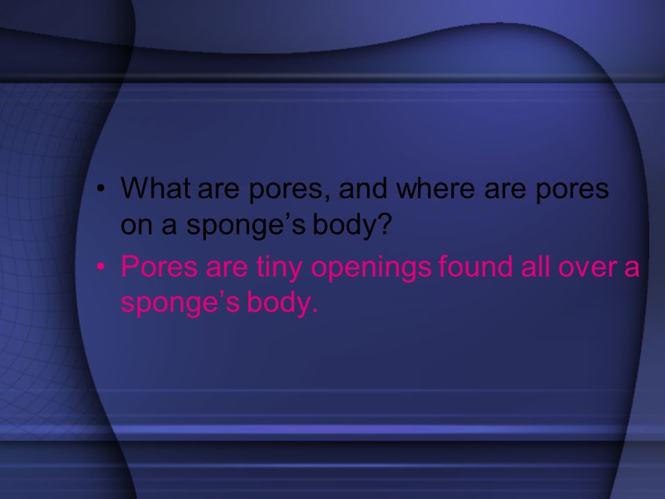 What are pores, and where are pores on a sponge’s body