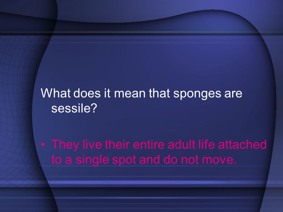 What does it mean that sponges are sessile