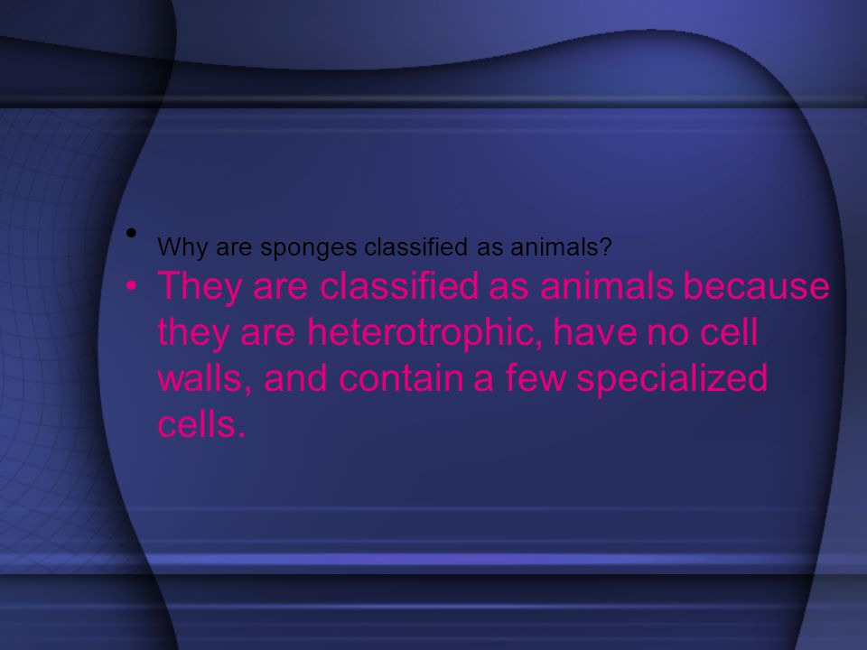 Why are sponges classified as animals