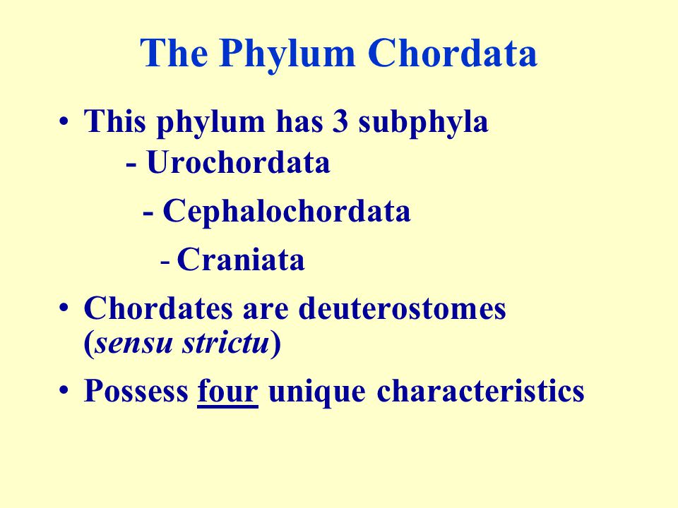 3 subphyla of chordates