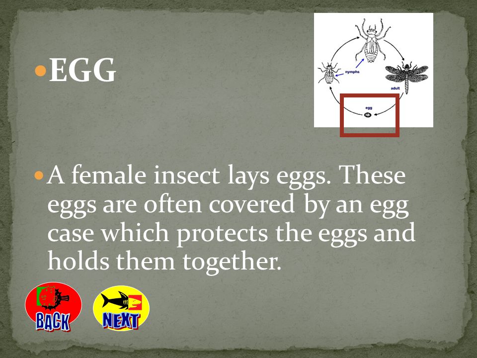 EGG A female insect lays eggs. These eggs are often covered by an egg case which protects the eggs and holds them together.