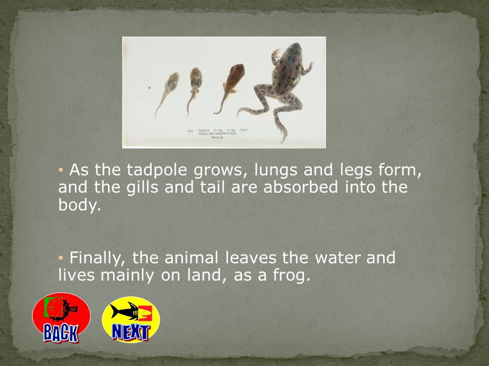 As the tadpole grows, lungs and legs form, and the gills and tail are absorbed into the body.