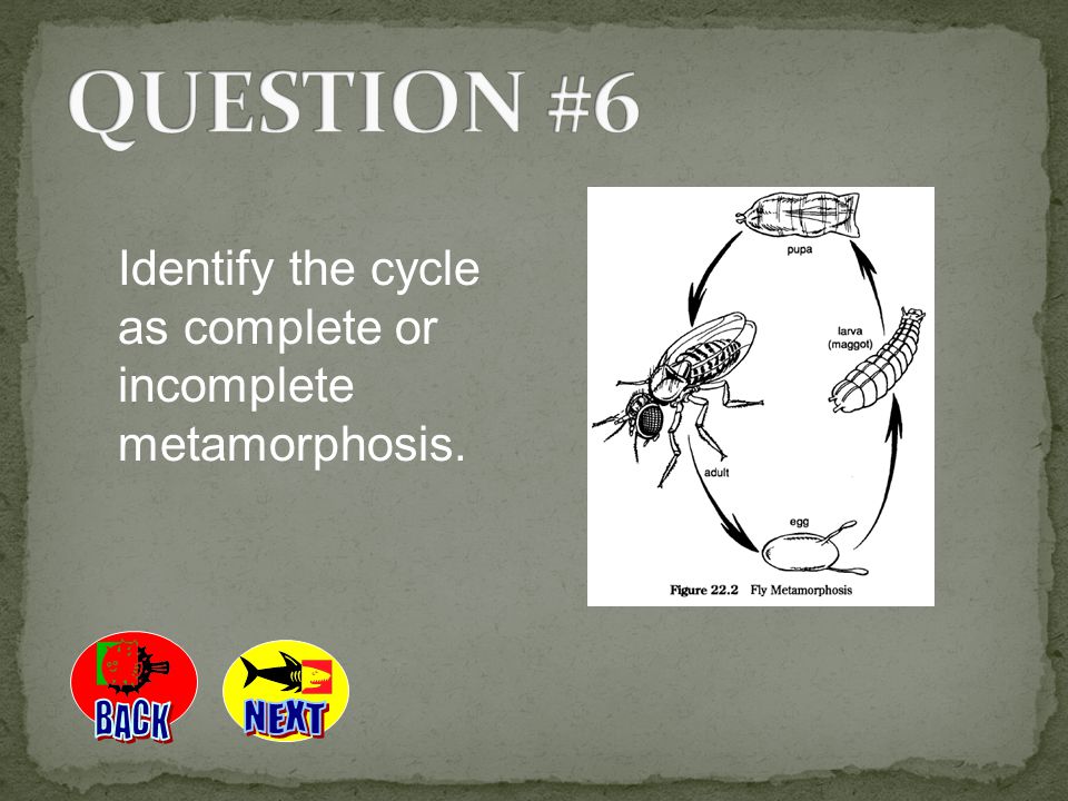 QUESTION #6 Identify the cycle as complete or incomplete metamorphosis. BACK NEXT
