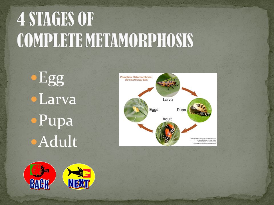 4 STAGES OF COMPLETE METAMORPHOSIS