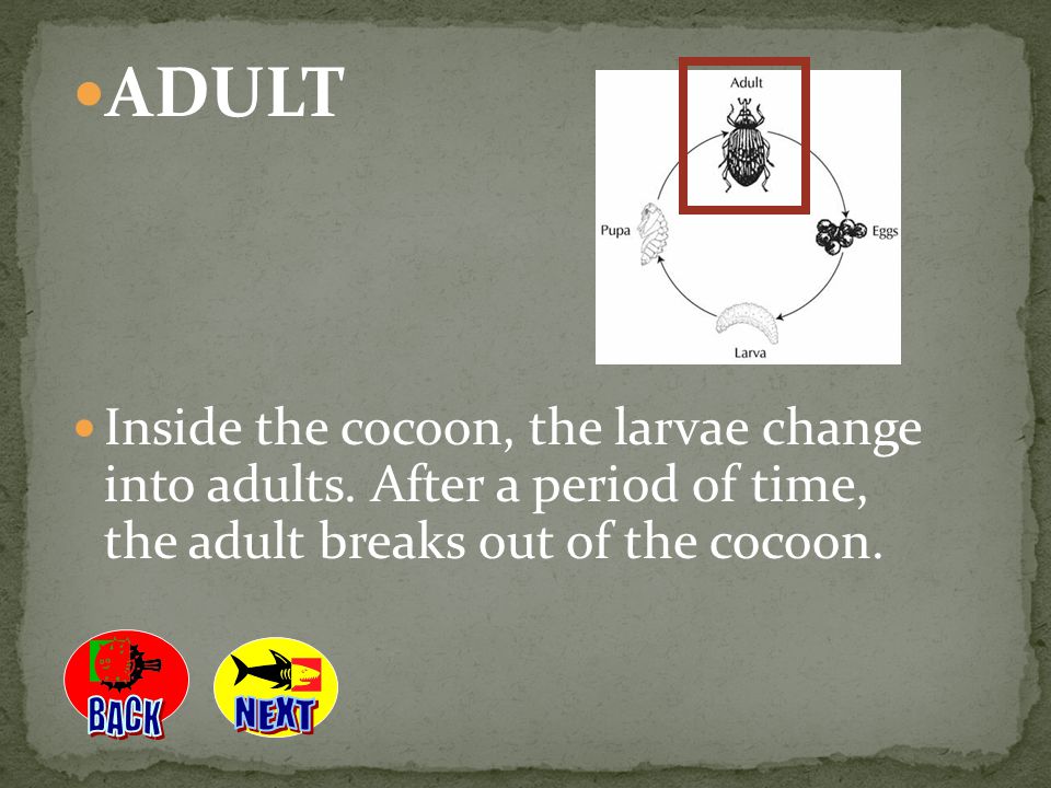 ADULT Inside the cocoon, the larvae change into adults. After a period of time, the adult breaks out of the cocoon.