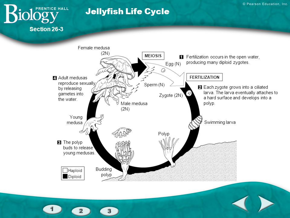 Jellyfish Life Cycle Section 26-3 Female medusa (2N)
