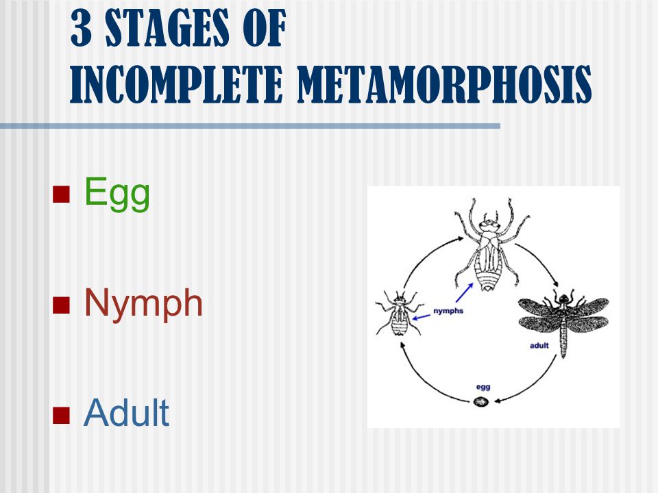 3 STAGES OF INCOMPLETE METAMORPHOSIS