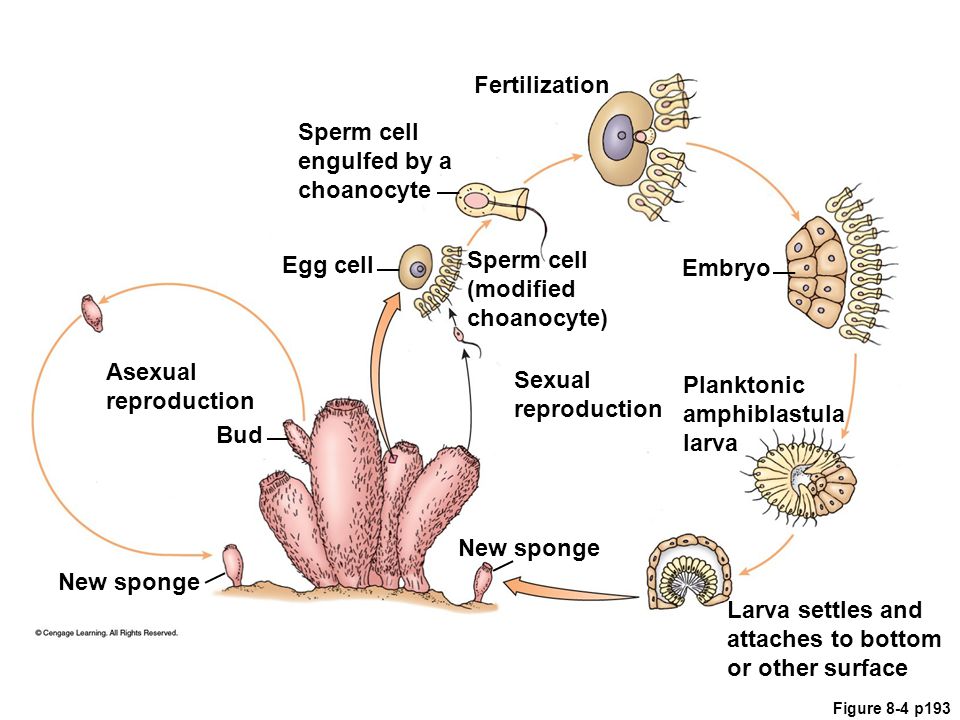 Fertilization Sperm cell engulfed by a choanocyte. Egg cell. Sperm cell (modified choanocyte) Embryo.