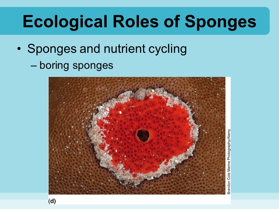 Ecological Roles of Sponges