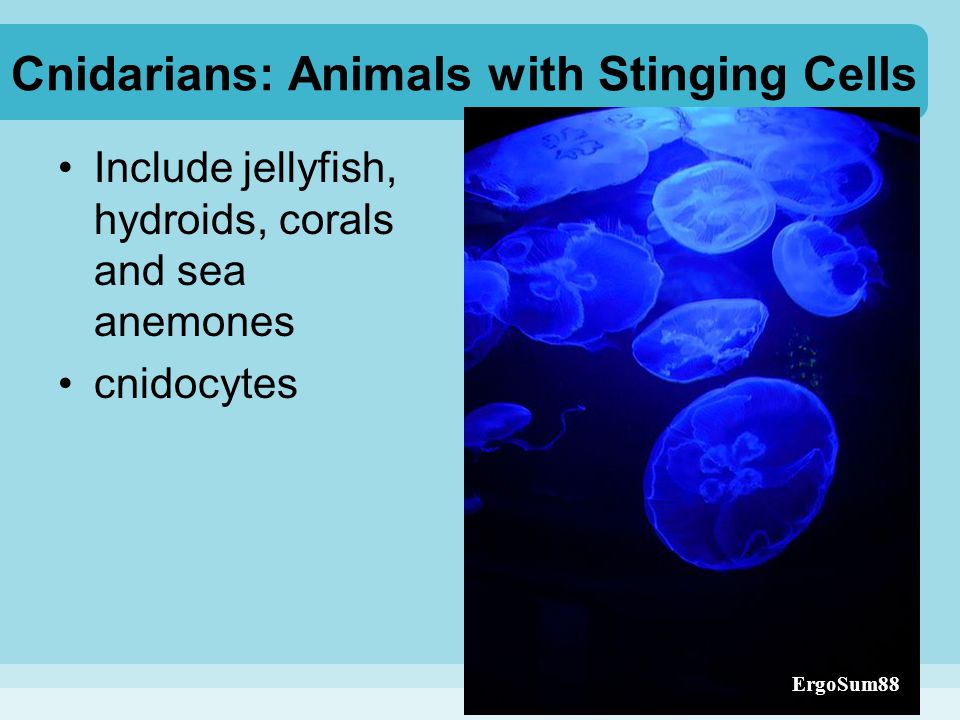 Cnidarians: Animals with Stinging Cells