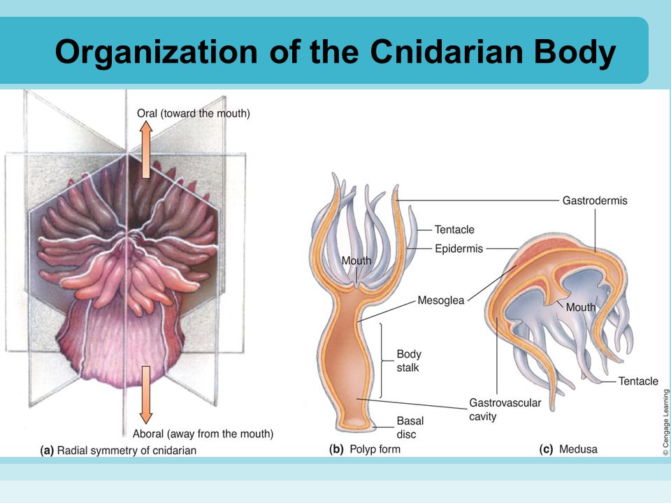 Organization of the Cnidarian Body