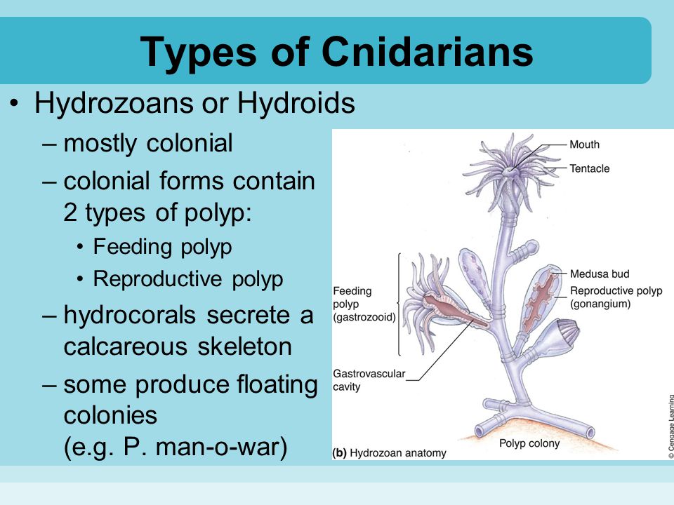 Types of Cnidarians Hydrozoans or Hydroids mostly colonial