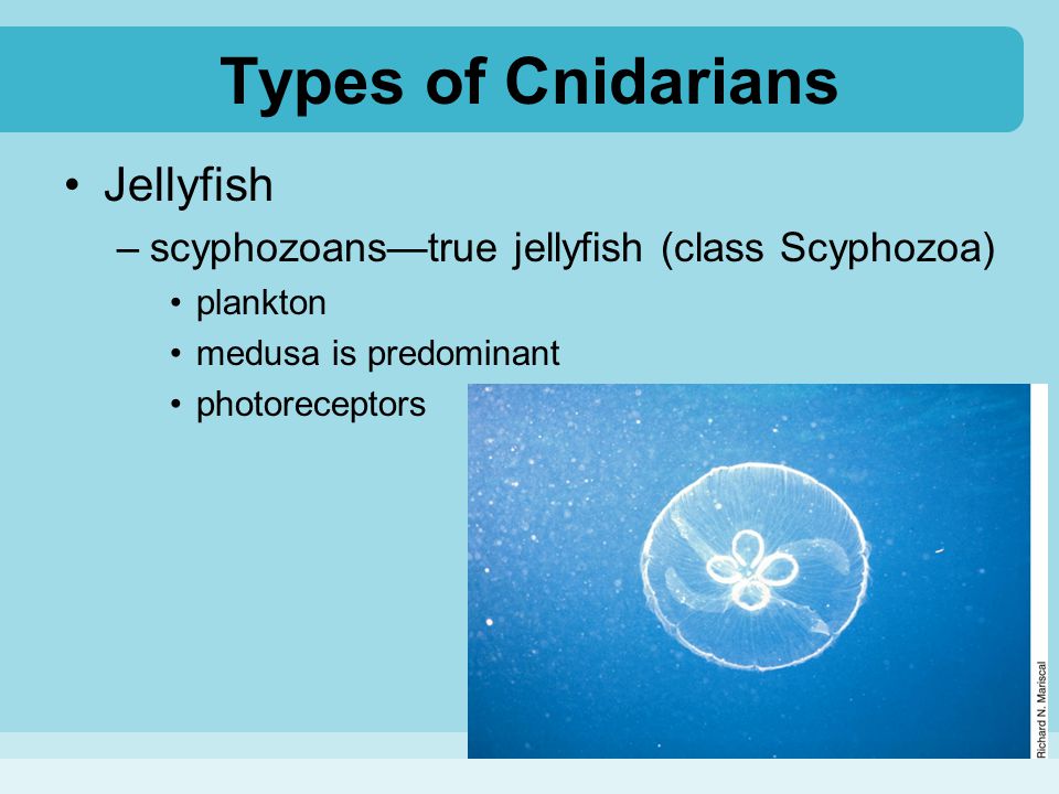 Types of Cnidarians Jellyfish