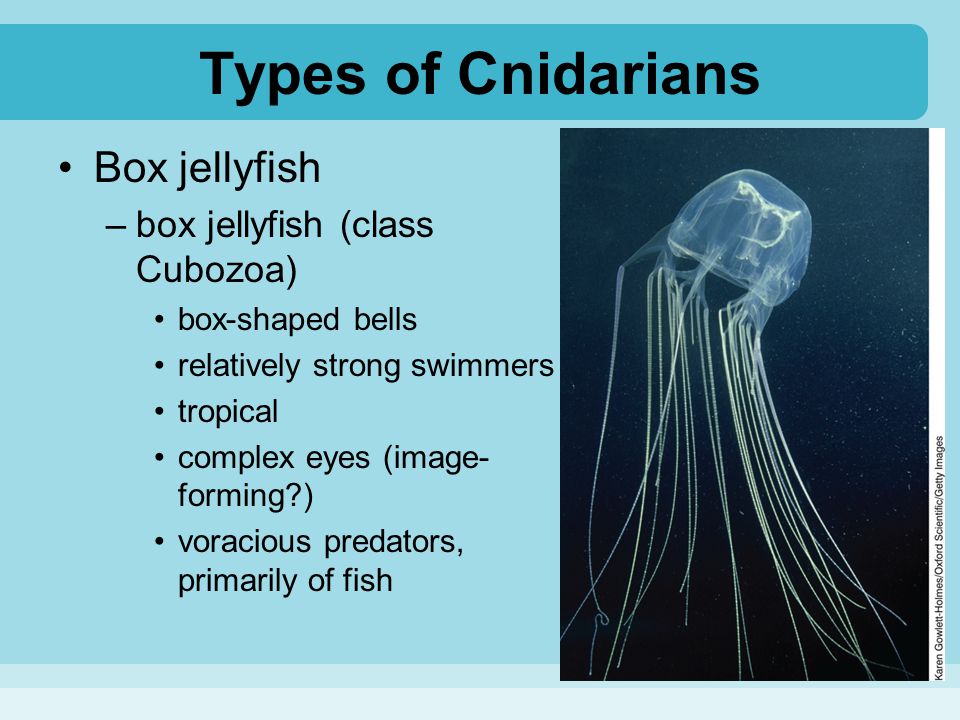 Types of Cnidarians Box jellyfish box jellyfish (class Cubozoa)