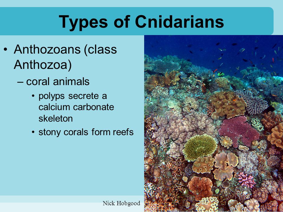 Types of Cnidarians Anthozoans (class Anthozoa) coral animals