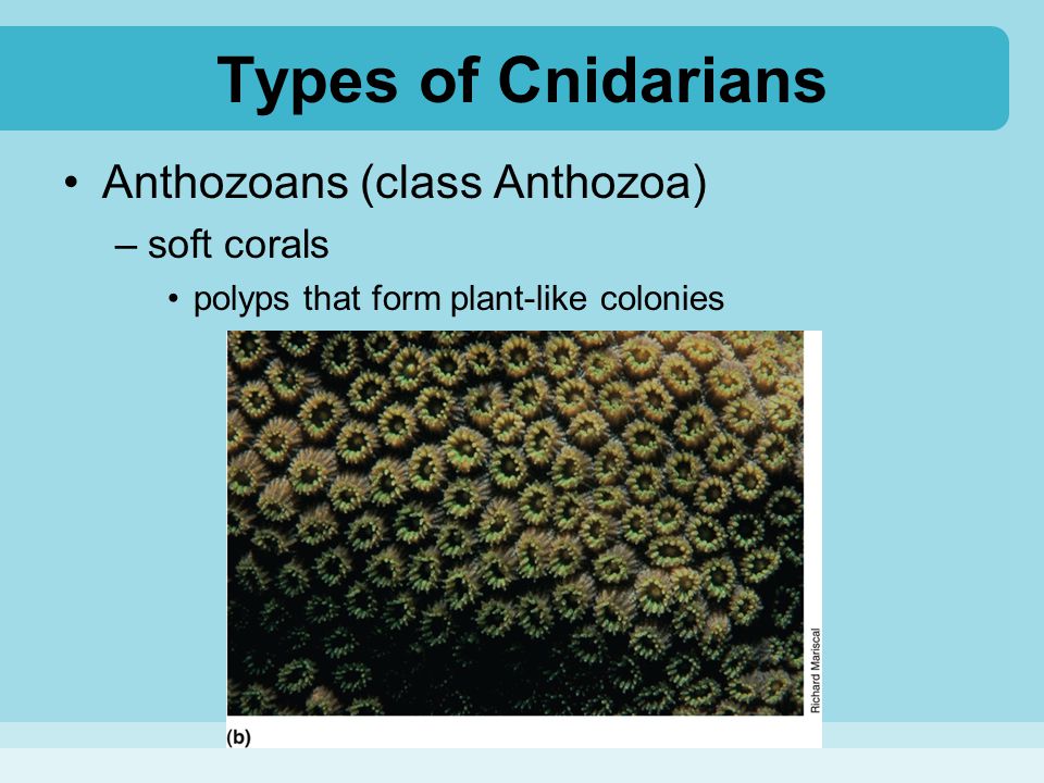 Types of Cnidarians Anthozoans (class Anthozoa) soft corals