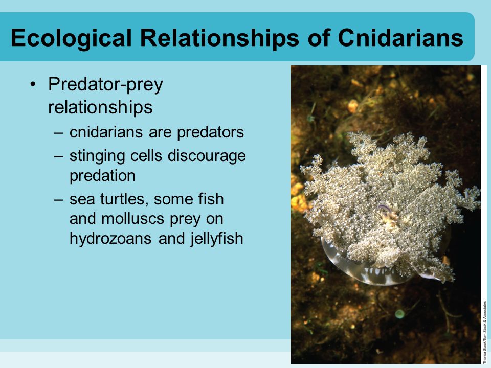 Ecological Relationships of Cnidarians