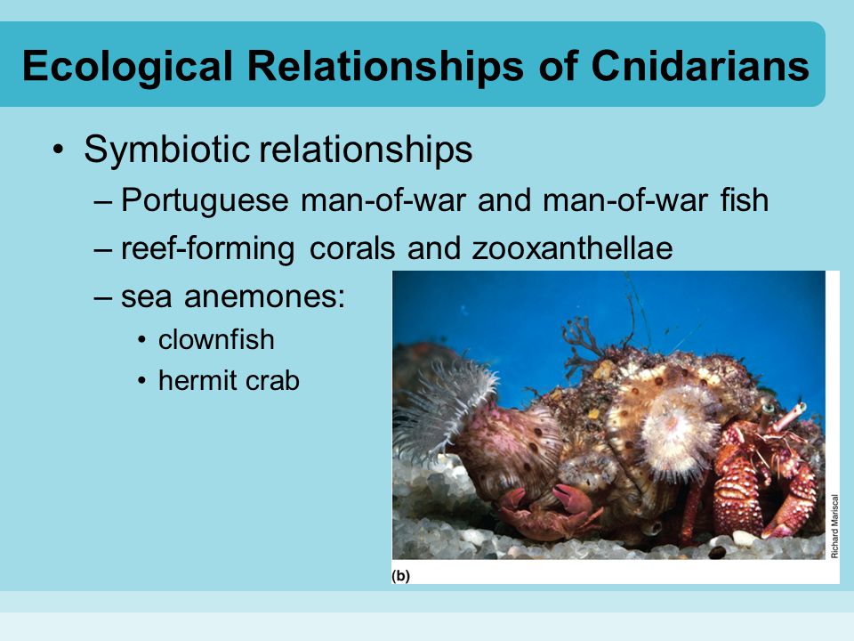 Ecological Relationships of Cnidarians