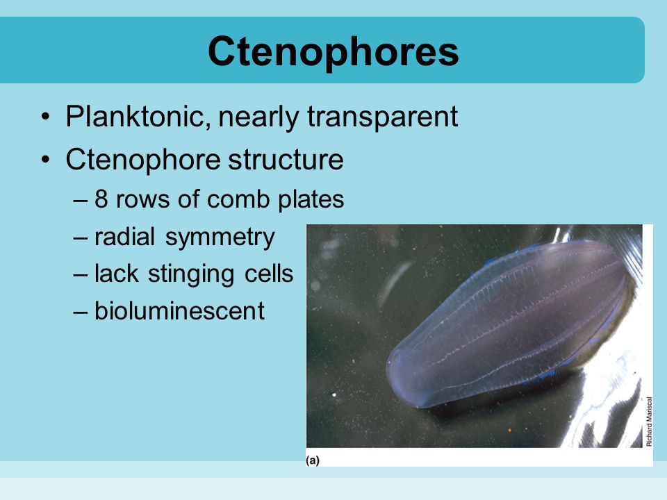 Ctenophores Planktonic, nearly transparent Ctenophore structure