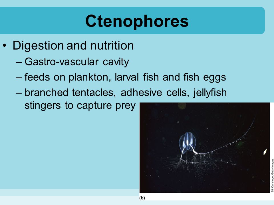 Ctenophores Digestion and nutrition Gastro-vascular cavity