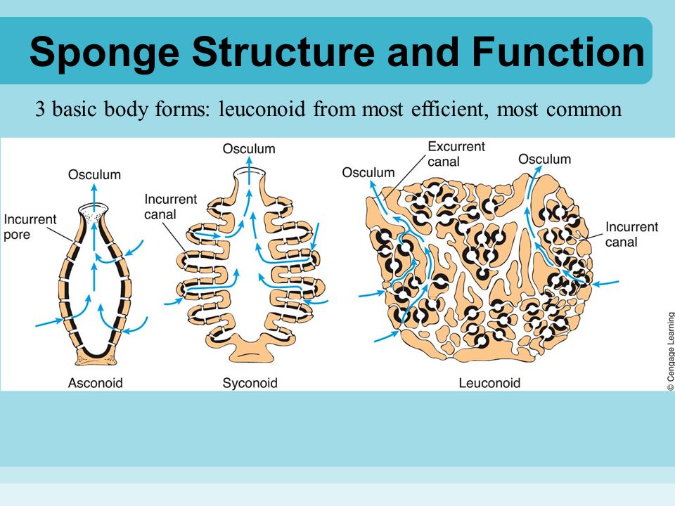 Sponge Structure and Function