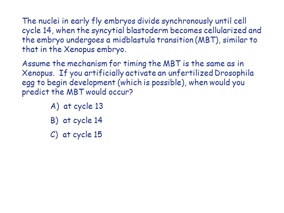 The nuclei in early fly embryos divide synchronously until cell cycle 14, when the syncytial blastoderm becomes cellularized and the embryo undergoes a midblastula transition (MBT), similar to that in the Xenopus embryo.