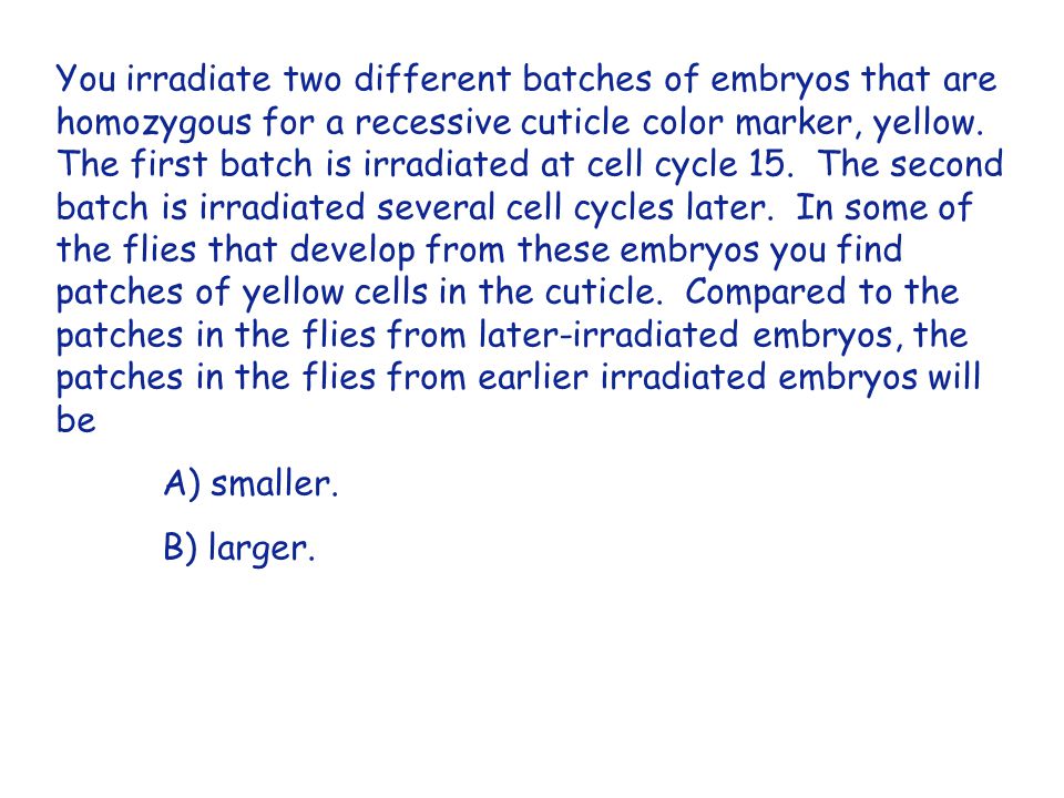 You irradiate two different batches of embryos that are homozygous for a recessive cuticle color marker, yellow. The first batch is irradiated at cell cycle 15. The second batch is irradiated several cell cycles later. In some of the flies that develop from these embryos you find patches of yellow cells in the cuticle. Compared to the patches in the flies from later-irradiated embryos, the patches in the flies from earlier irradiated embryos will be