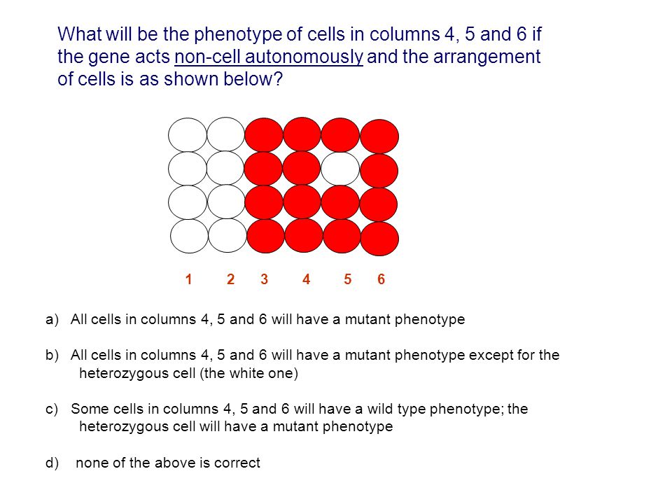 What will be the phenotype of cells in columns 4, 5 and 6 if the gene acts non-cell autonomously and the arrangement of cells is as shown below