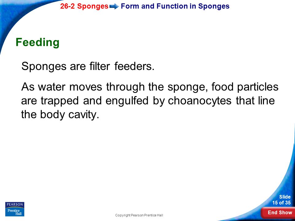 Form and Function in Sponges