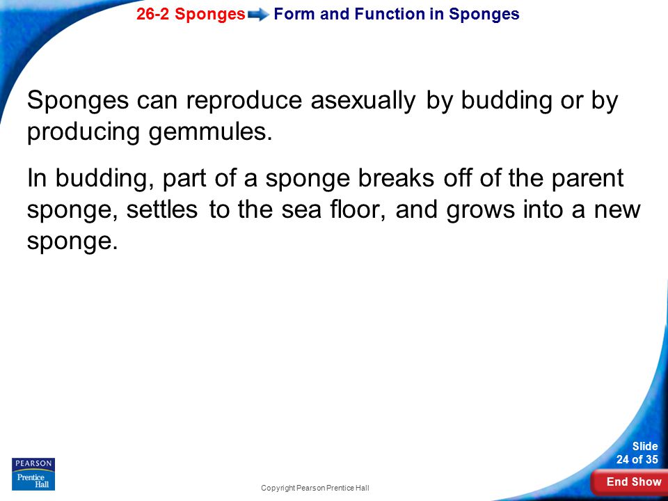 Form and Function in Sponges