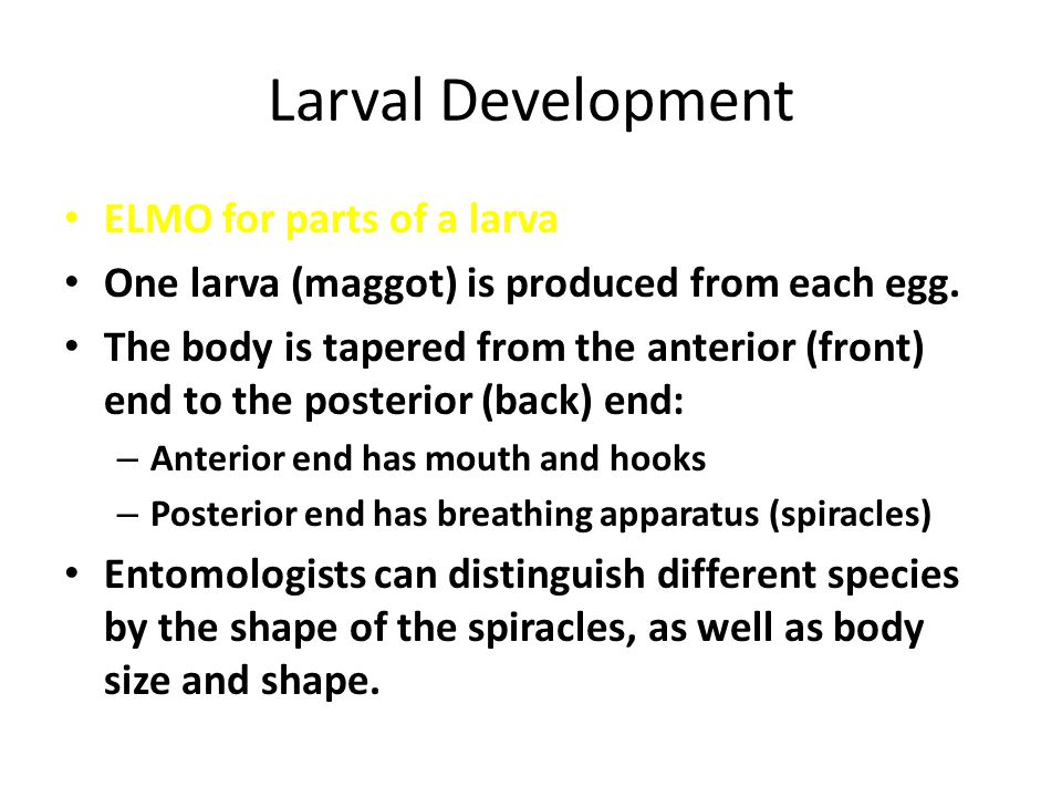 Larval Development ELMO for parts of a larva