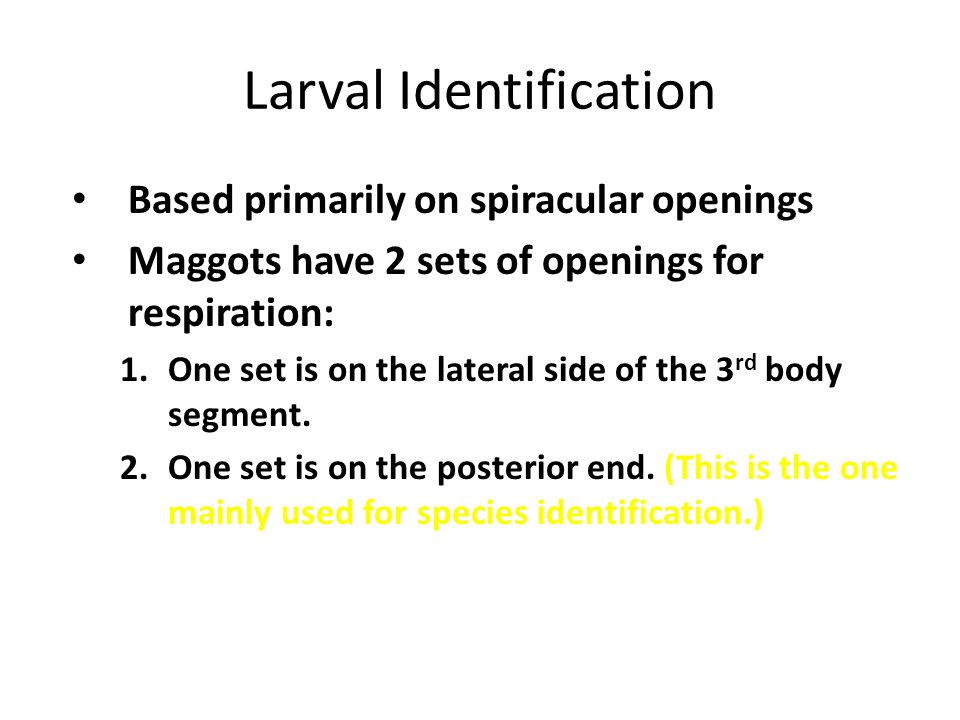 Larval Identification