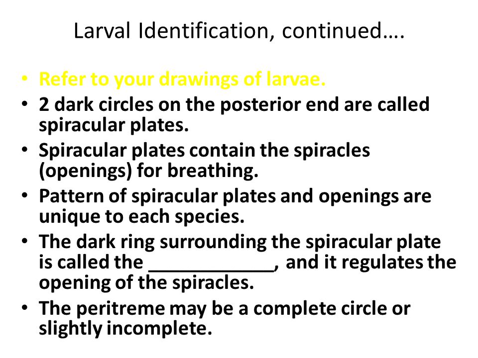 Larval Identification, continued….