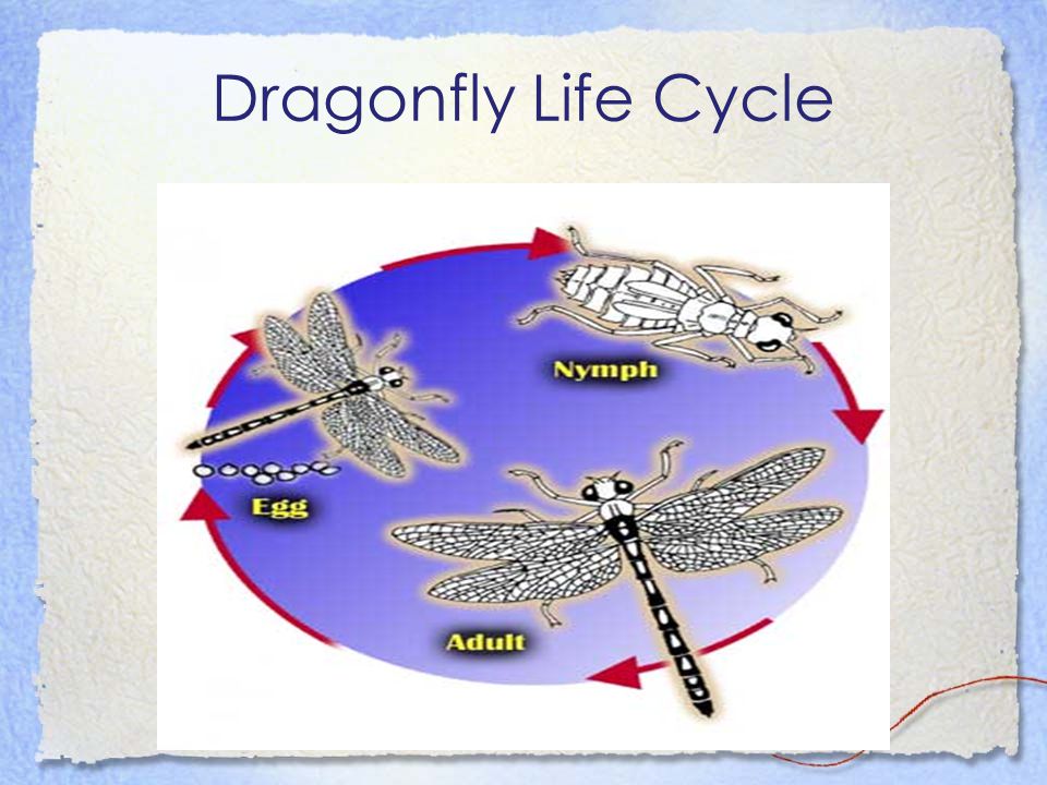 Dragonfly Life Cycle