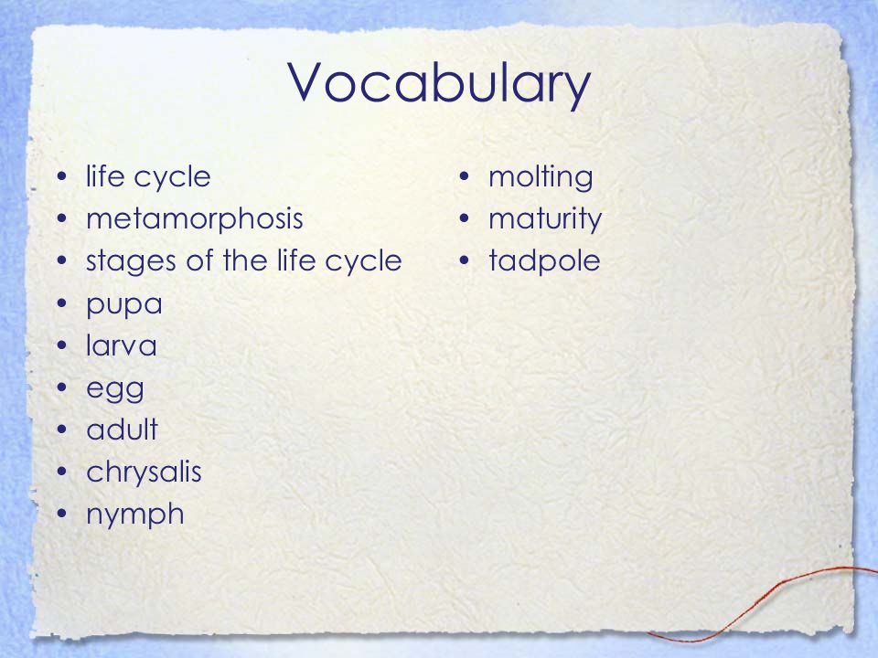Vocabulary life cycle metamorphosis stages of the life cycle pupa