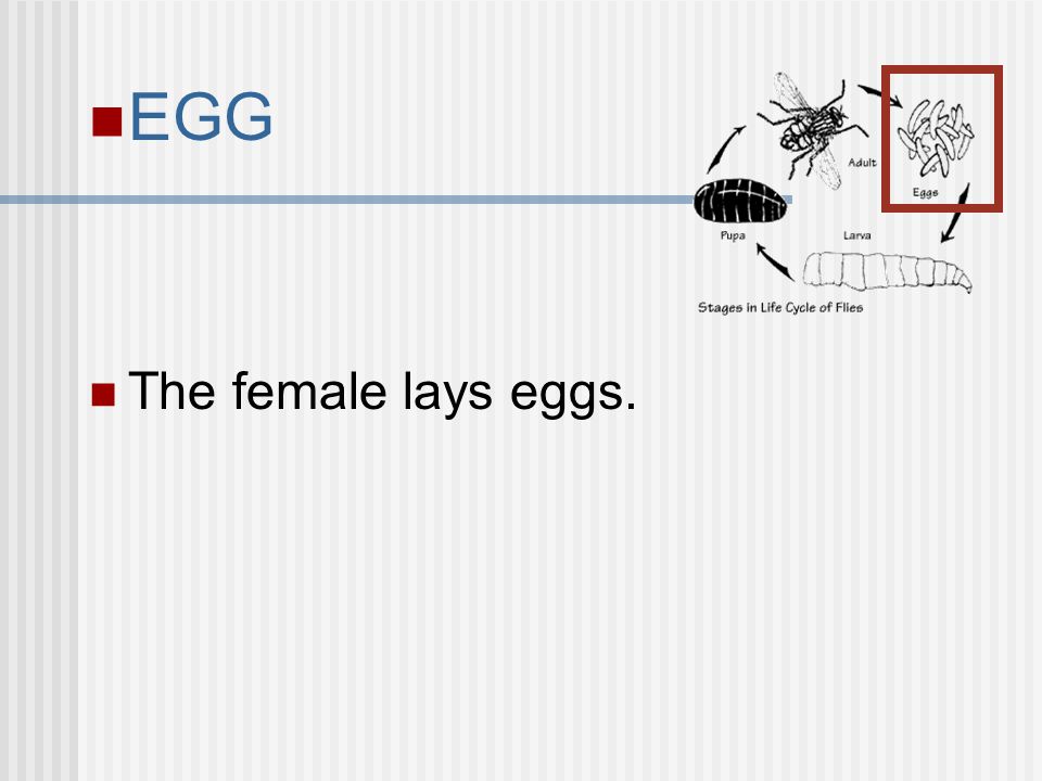 EGG The female lays eggs.