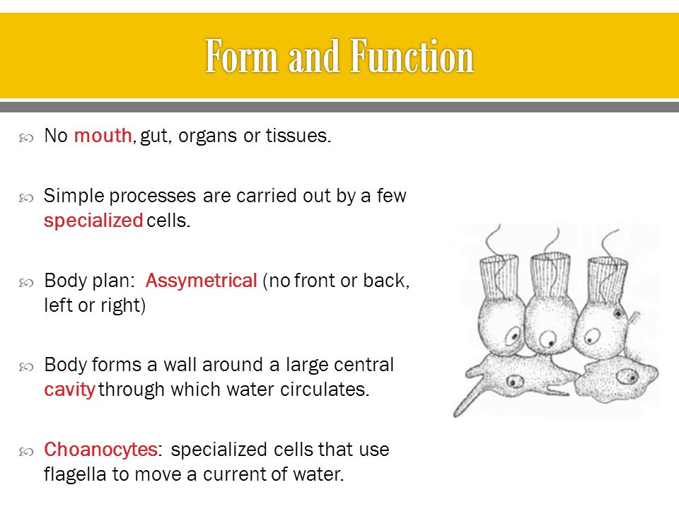 Form and Function No mouth, gut, organs or tissues.