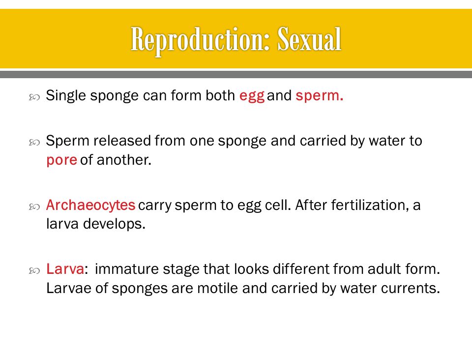 Reproduction: Sexual Single sponge can form both egg and sperm.
